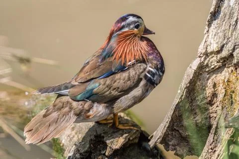 Mandarin Duck stood on a log at the water's edge looking away. Stock Photos