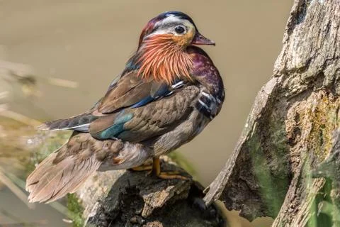 Mandarin Duck stood on a log at the water's edge facing to the side. Stock Photos