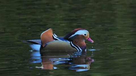 Mandarin duck swimming with clear reflection in dark water Video stock 341266919