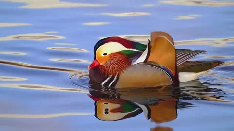 Mandarin duck swimming gracefully on calm water surface with vibrant plumage Stock Footage 345484080