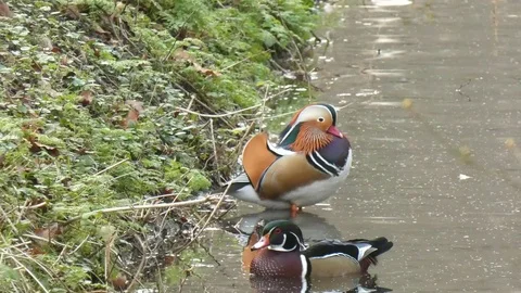 Mandarin Duck swimming in the river Video stock 123728967