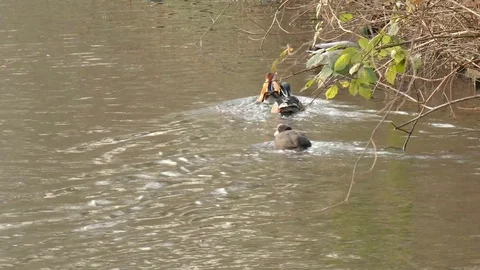 Mandarin Duck swimming in the river Video stock 123729711