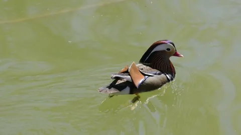 A mandarin duck swims away from the camera in the greenish-blue water of th.. Stock Footage 332935882