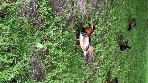 Mandarin duck walking in Royal Baths Park in Warsaw, Poland. Vertical Stock Footage 124905998