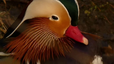 Mandarin duck want to sleep Video stock 123721922