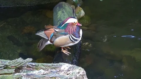 Mandarin duck in the zoo Video stock 80927030