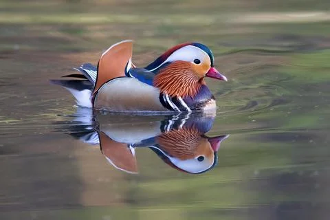 Mandarin ducks Aix galericulata reflected on the water surface Bochum North Stock Photos