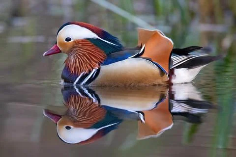 Mandarin ducks Aix galericulata reflected on the water surface Bochum North Stock Photos