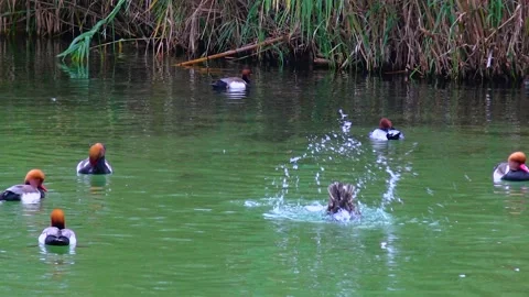 Mandarin ducks Aix galericulata swim in biopark lake Stock Footage 233735335