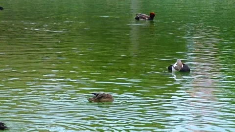Mandarin ducks Aix galericulata swim in biopark lake Stock Footage 233735339