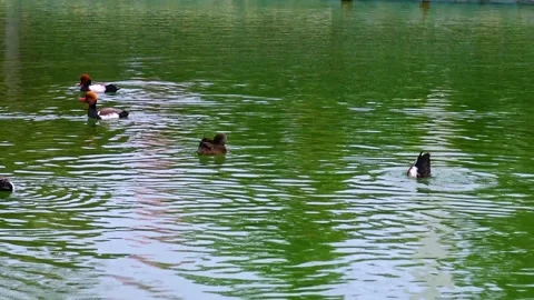 Mandarin ducks Aix galericulata swim in biopark lake Stock Footage 233735408