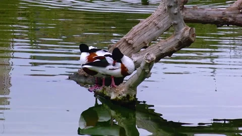 Mandarin ducks Aix galericulata swim in biopark lake Stock Footage 233735479