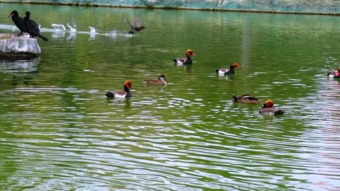 Mandarin ducks Aix galericulata swim in biopark lake Stock Footage 233735535