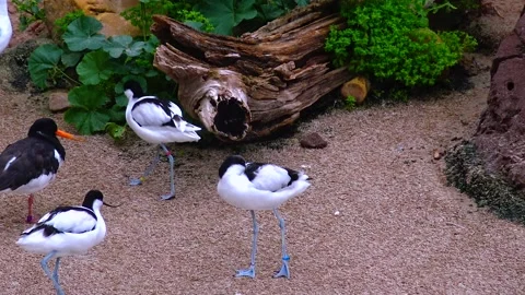 Mandarin ducks Aix galericulata swim in biopark lake Stock Footage 233735556