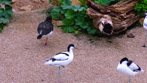 Mandarin ducks Aix galericulata swim in biopark lake Stock Footage 233735724
