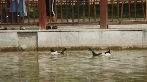 Mandarin ducks being fed and splashing on the water 動画素材 277376206
