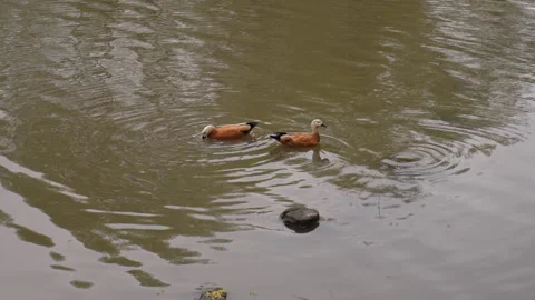 Mandarin ducks in the city pond Vidéo 246153522