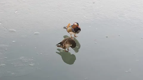 Mandarin ducks come ashore to comb their feathers, couple loving each other Stock Footage 261780147