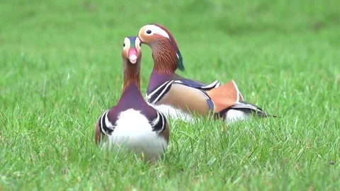 Mandarin ducks feeding on grass become alarmed. Stock Footage 71348212