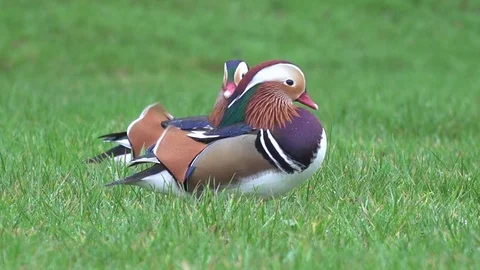 Mandarin ducks feeding on grass lawn. Stock Footage 71348245