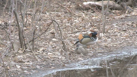 Mandarin ducks Stock Footage 22481402