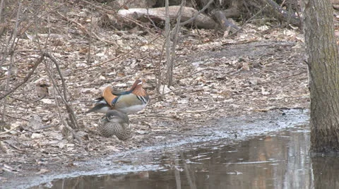 Mandarin ducks Stock Footage 22482117