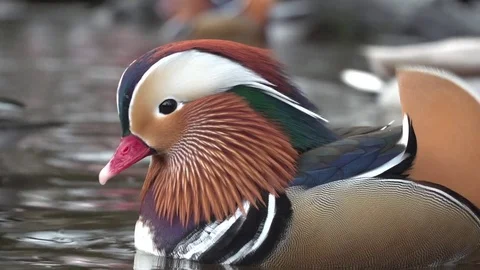 Mandarin ducks Stock Footage 71500194