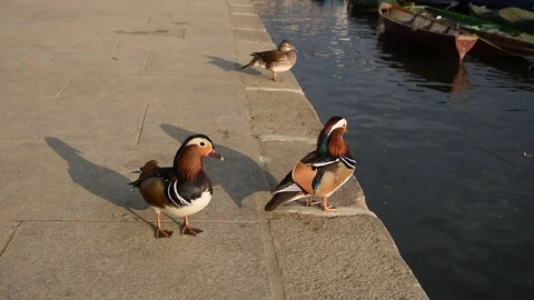 Mandarin ducks Video stock 90376428