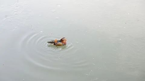 Mandarin ducks go down to the water to preen their feathers and look for food. Stock Footage 261781866