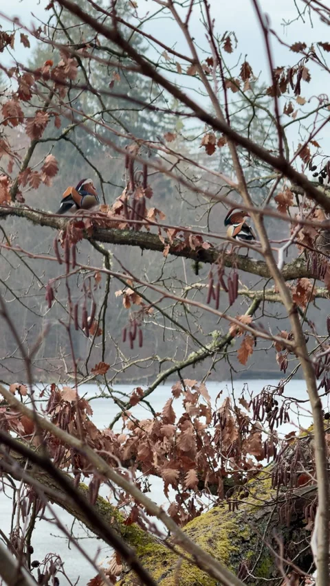 Mandarin Ducks Perched on Tree Branch Above Lake in Stuttgart Park Stock Footage 331982156