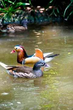 Mandarin ducks Stock Photos