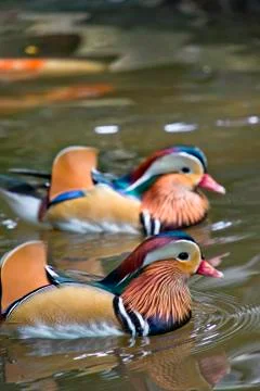 Mandarin ducks Stock Photos