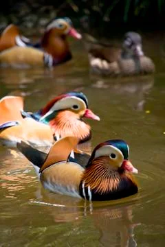 Mandarin ducks Stock Photos