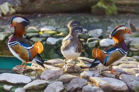 Mandarin Ducks Stock Photos