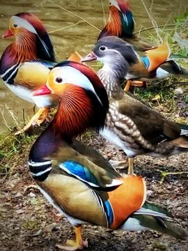 Mandarin ducks Stock Photos