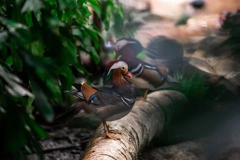 Mandarin Ducks Foto stock