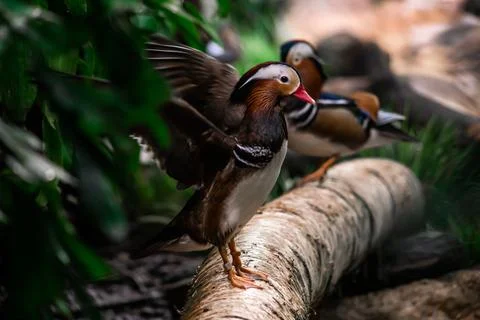 Mandarin Ducks Foto stock