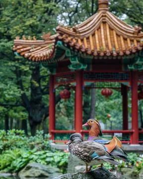 Mandarin ducks Stock Photos