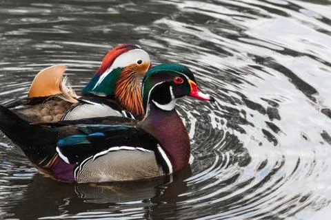 Mandarin ducks on a pond Stock Photos