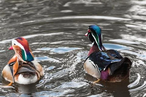 Mandarin ducks on a pond Stock Photos