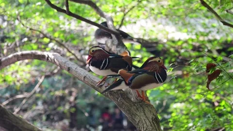Mandarin Ducks Resting on Branch in Park during Daytime Stock Footage 324699442