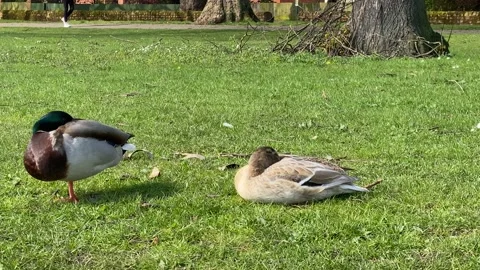 Mandarin ducks resting on the grass Stock Footage 239643451