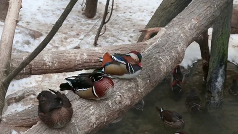 Mandarin ducks sitting on the tree in the Moscow Zoo. Stock Footage 72100807