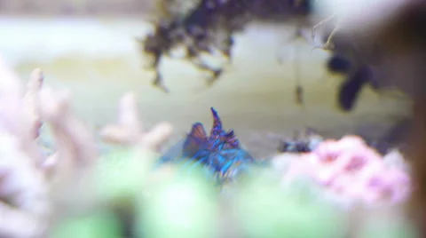 Mandarin fish in coral reef Video stock 5090346