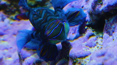 Mandarin fish from the front  Stock Footage 143219685