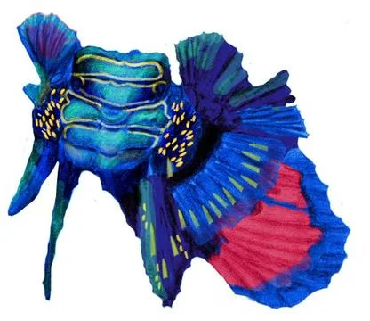 Mandarin Fish Illustrazione stock