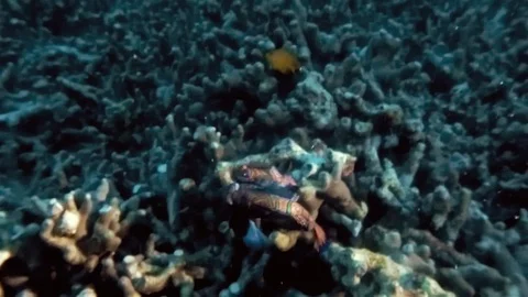 Mandarin Fish Mating On Philippines Tropical Reef At Night Releasing Eggs Sperm Stock Footage 113730095