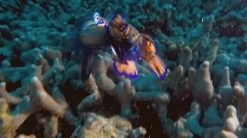 Mandarin Fish Mating &amp; Swimming Close up On Philippines Tropical Reef At Night Video stock 113725416