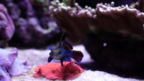 Mandarin fish with shiny colorful shape swimming through corals Stock Footage 176642626