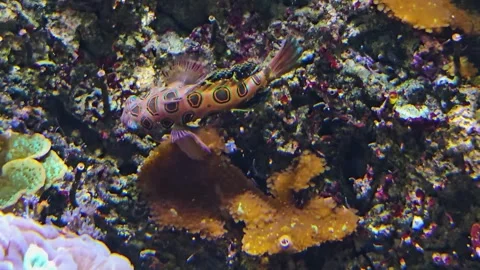 Mandarin fish swimming Stock Footage 269841398